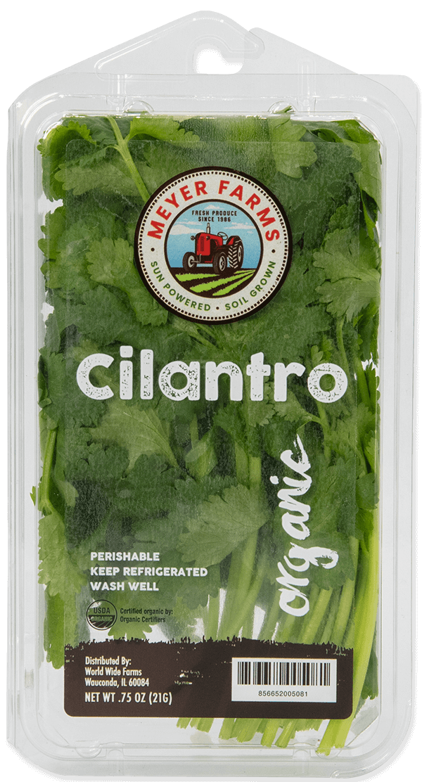 Cilantro